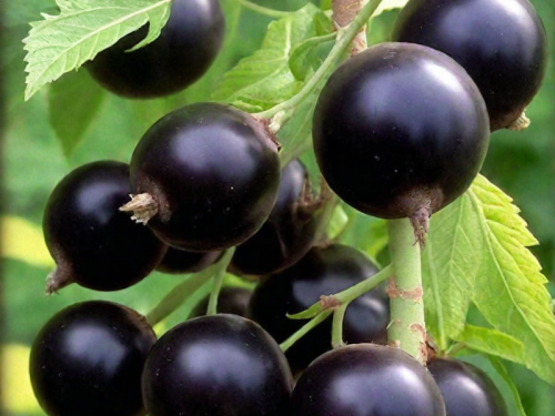 a8493d171e098eef242473e9008118ed