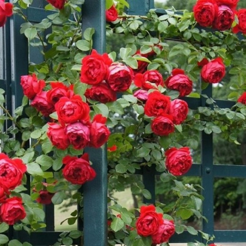 флорентина