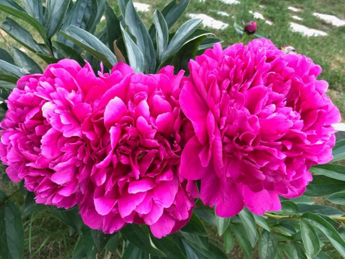 пион канзас