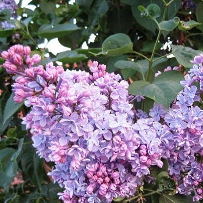 профессор х