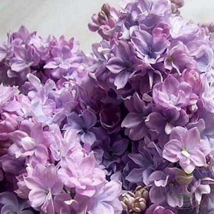 сирень маршал конев