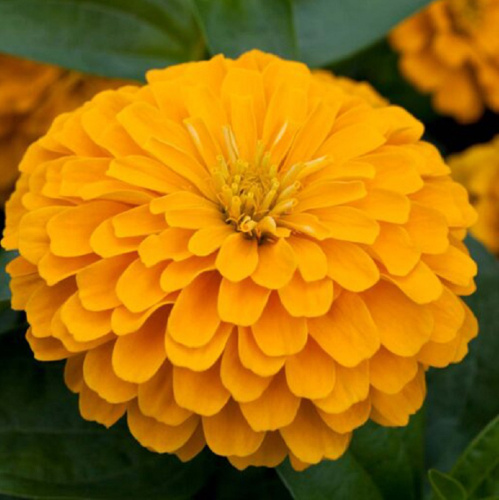 цинния джульет еллоу шедс