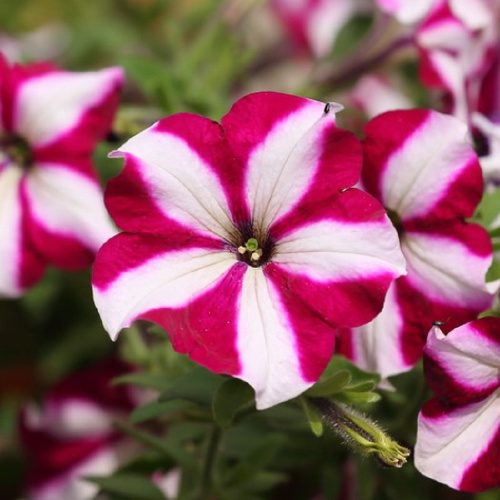 петуния изи вейв бургунди стар