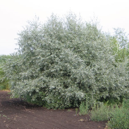 Salix-alba-var-argentea