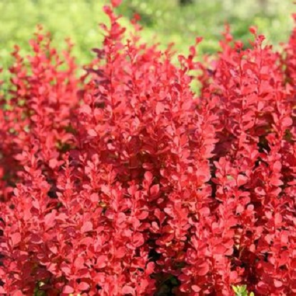 барбарис орандж дрим