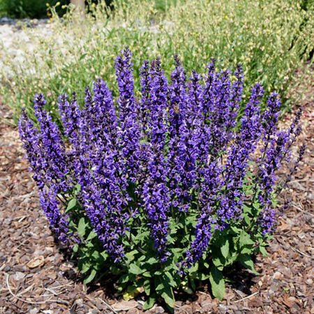 shalfei-dubravnyi-merlo-blyu-merleau-blue