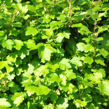 Смородина Альпийская