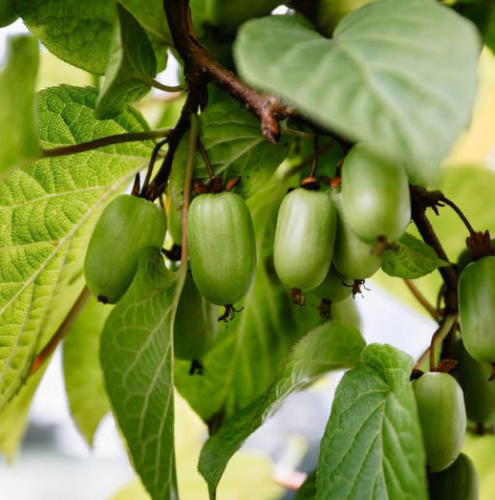 актинидия находка