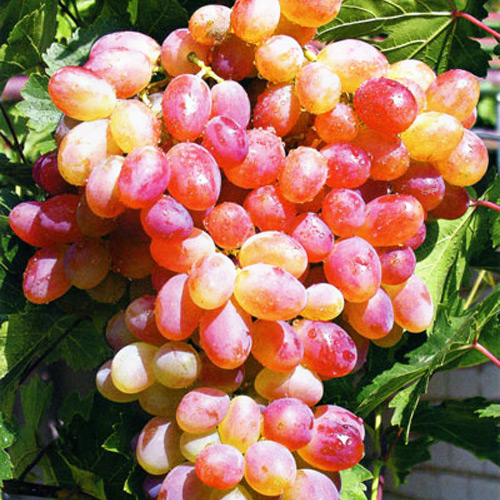 Vinograd Zemchyg roze