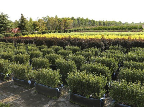 Блоки живой изгороди