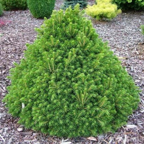picea abies_tompa