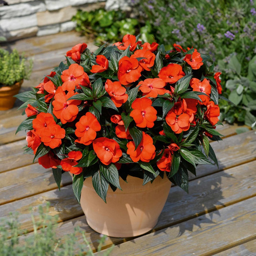 51201680_Impatiens-Clockwork-Orange-GL-Ball-Colegrave