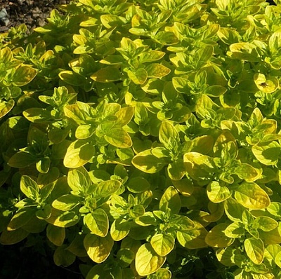 Dushitsa Vitara Gold