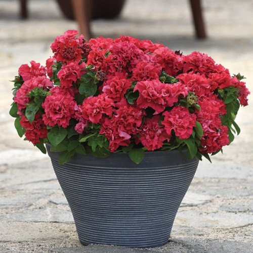 semena-cvetov-petunia-double-cascade-f1-valentine-500x500
