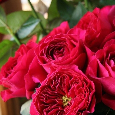 Roza-Dэvid-Ostin-Darsi-Bassel