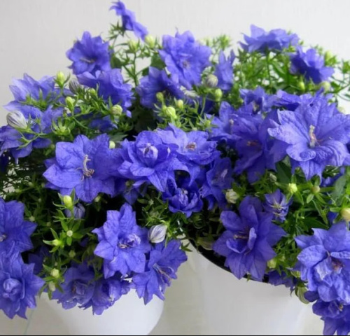 кампанула махровая жених