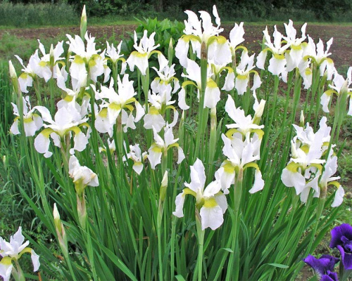 ирис белый