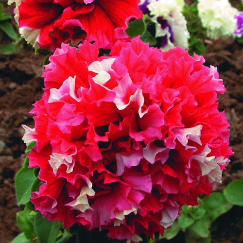 петуния пируэт ред