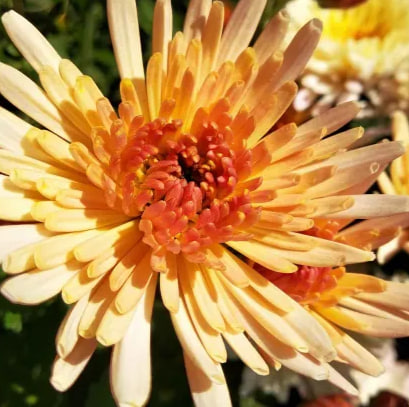 хризантема осенний вальс