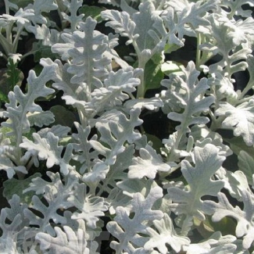 цинерария приморская сильвердаст