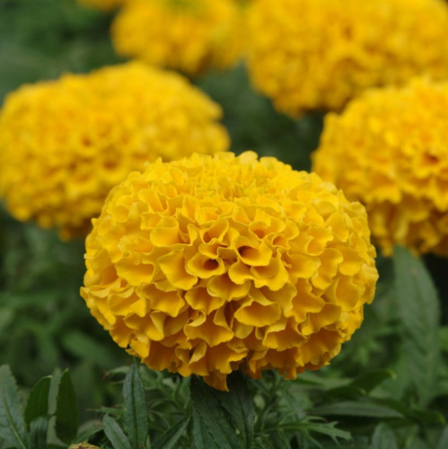 бархатцы тайшан голд