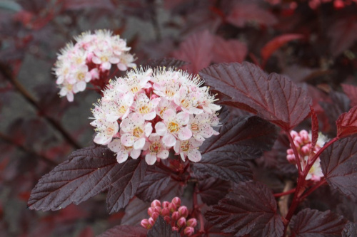 Physocarpus_opulifolius_DIABLE_D_OR_Mindia_1_1024x1024