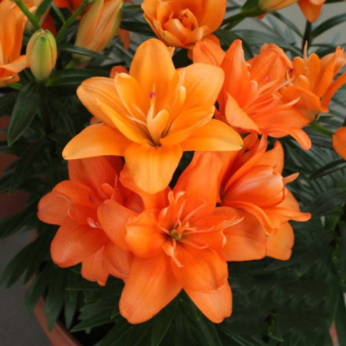 тайни дабл датч