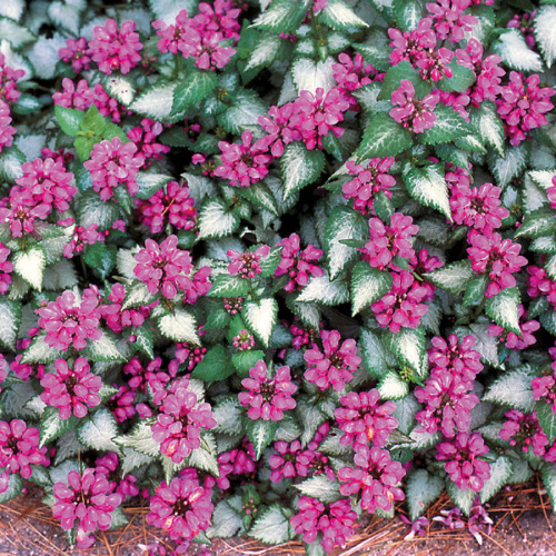 kartinka-3-purple-dragon