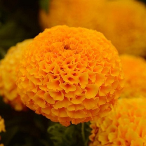 Бархатцы прямостоячие (Tagetes erecta) Тайшан  F1 orange