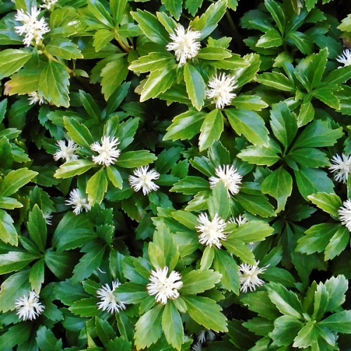 Pachysandra-terminalis-Green-Carpet