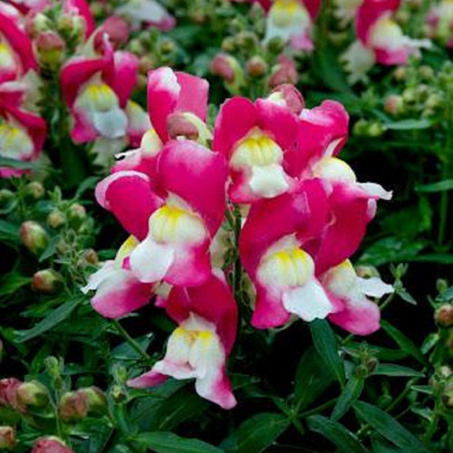 львиный зев роуз энд вайт