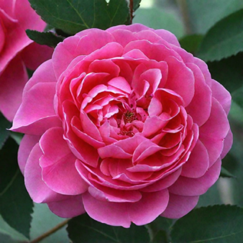 Роза шраб Paul Neyron "Поль Нейрон" : C5/7.5