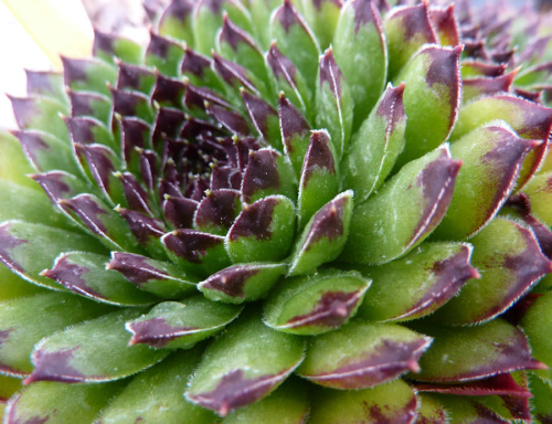 sempervivum__rheinhard__p1060593
