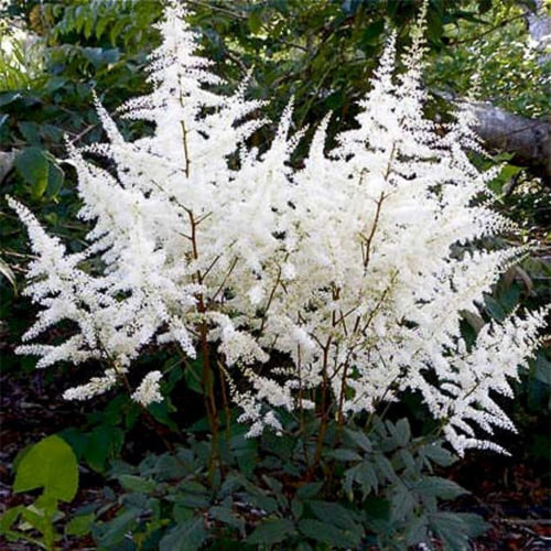 Астильба японская Astilbe japonica "Ellie" : С2/3