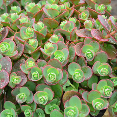 лайм зингер