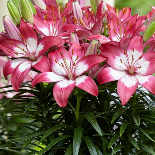 a16ep3u3a8zx00hmchxpnh9xzq7h1mwu