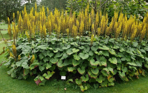 я бузульник