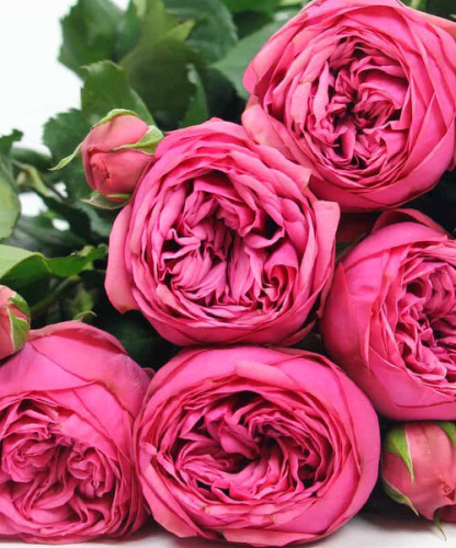 Роза чайно-гибридная Pink Piano "Пинк Пиано" : С5