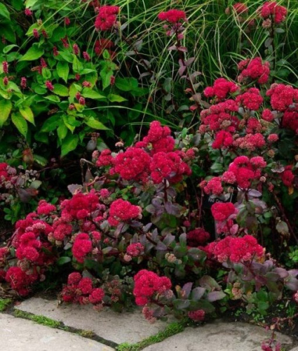 a3205ec7dd7111ee844db42e998dab4f.jpg.720x720_q85_crop-scale