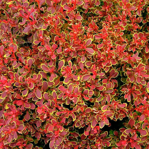 барбарис голоден руби