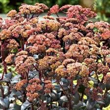 оранж ксенокс