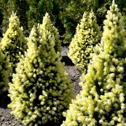 el-kanadskaja-deizi-uait