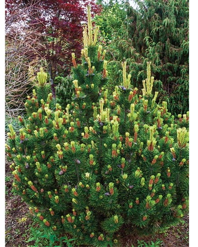 пол малетер