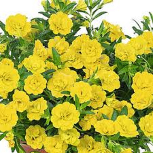 калибрахоа алоха дабл елоу