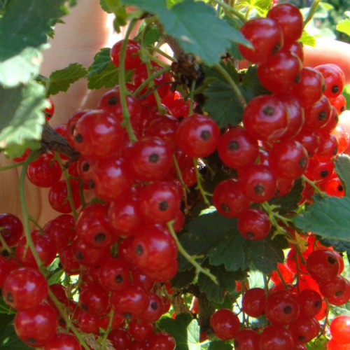 смородина Ур.красав-600x600