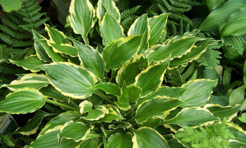 Хоста Hosta Tea at Bettys