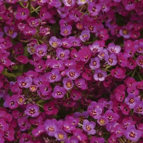 алиисум пурпл шейдс