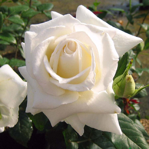 карен бликсен