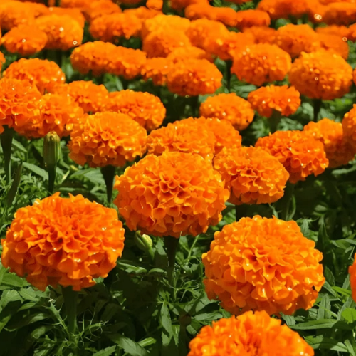 бархатцы марвел 2 орандж