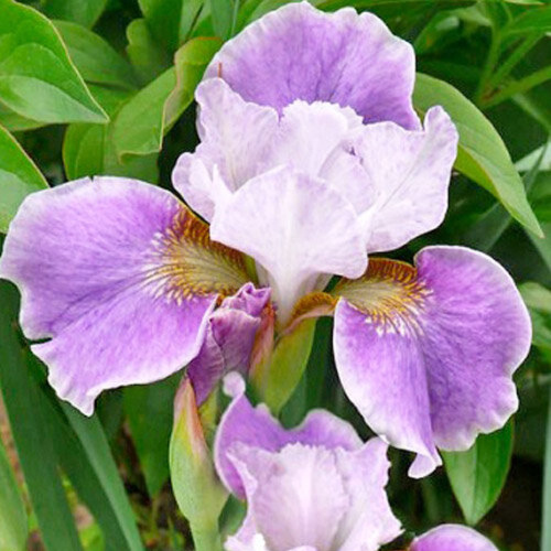 Ирис сибирский Iris sibirica Dance Ballerina Dance